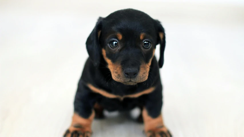 a small black and brown dog sitting on a white floor, by Julia Pishtar, unsplash, puppies, weenie, greatly detailed, slightly tanned