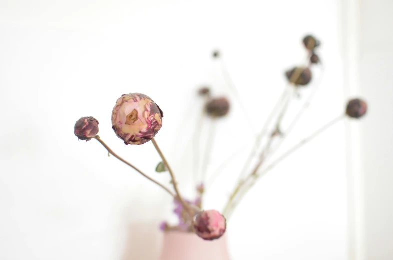 a pink vase with dried flowers in it, a macro photograph, by Sylvia Wishart, unsplash, flower buds, tall, with a white background, rose-brambles