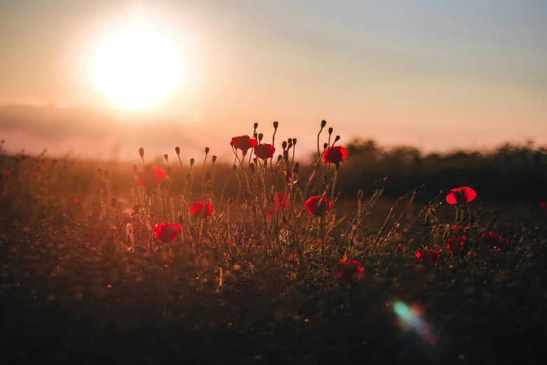 a field of red flowers with the sun in the background, pexels contest winner, remembrance, instagram post, early evening, manuka