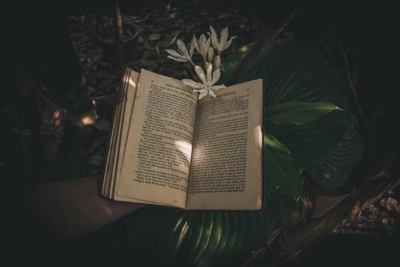 an open book sitting on top of a leaf covered ground, pexels contest winner, magical realism, subtropical flowers and plants, dimly lit, background image, old photo