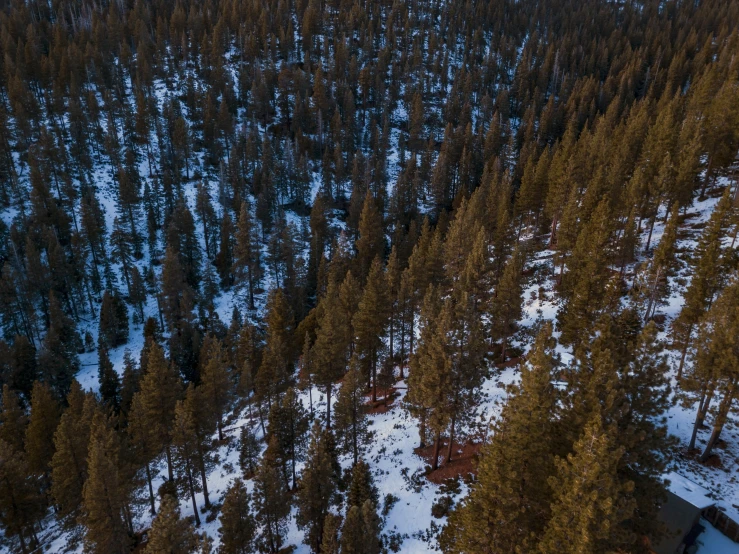 a forest filled with lots of trees covered in snow, by Marshall Arisman, unsplash, drone photograpghy, wyoming, 2000s photo, deforested forest background