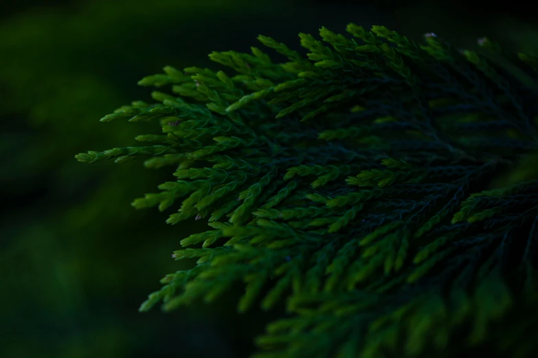 a close up of a pine tree branch, a macro photograph, unsplash, cinematic shot ar 9:16 -n 6 -g, dense lush forest at night, cedar, black and green