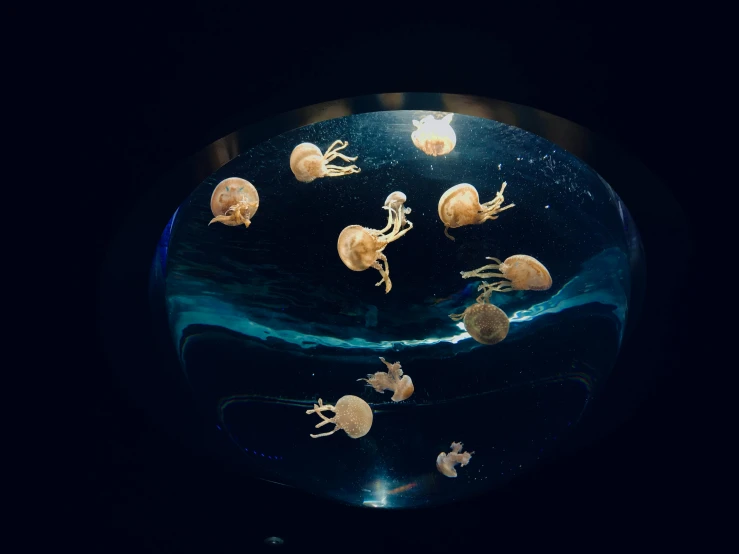 a group of jellyfish swimming in an aquarium, by Elsa Bleda, pexels contest winner, infinity mirror, in a circle, 🦩🪐🐞👩🏻🦳, hanging from the ceiling