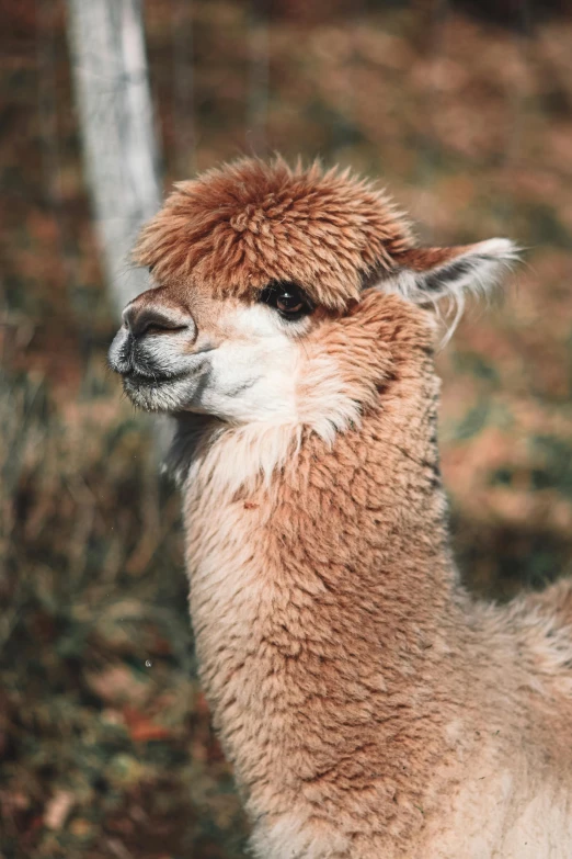 a brown and white llama standing on top of a grass covered field