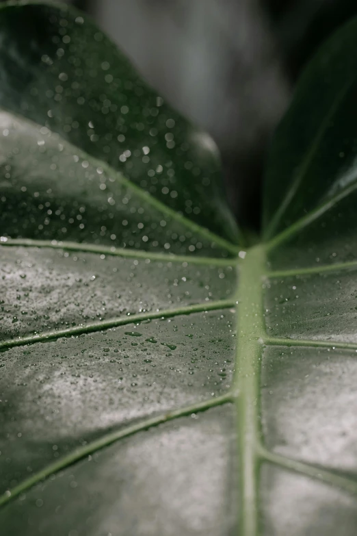 a close up of a leaf with water droplets on it, unsplash, houseplant, on a gray background, full frame image, lush foliage
