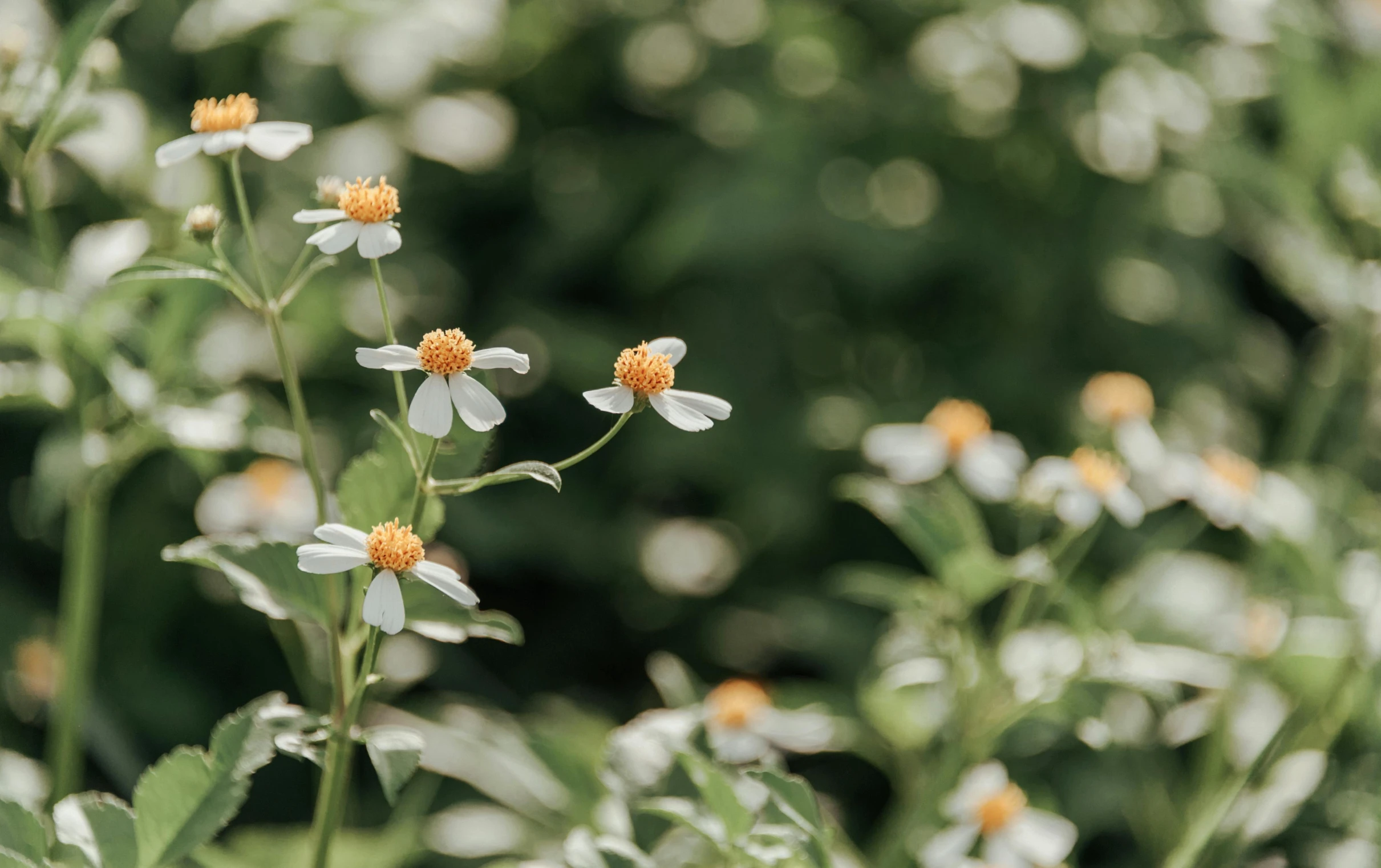 a bunch of white and yellow flowers in a field, unsplash, arts and crafts movement, botanic garden, background image, orange plants, shot with sony alpha 1 camera