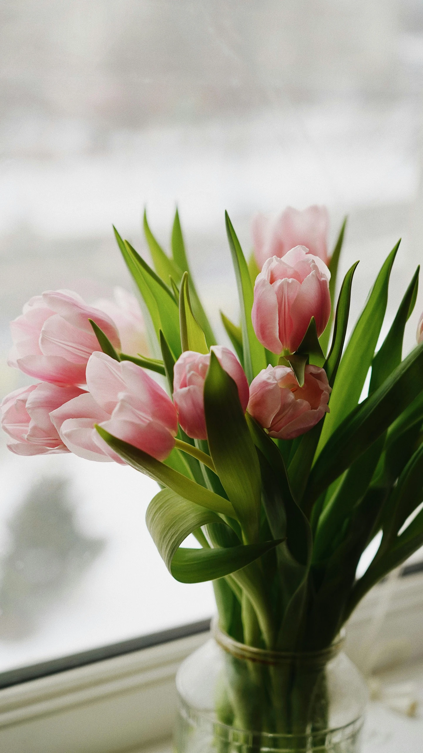 a vase filled with pink flowers sitting on a window sill, inspired by Judy Takács, pexels, tulip, soft mist, made of glazed, elliot alderson