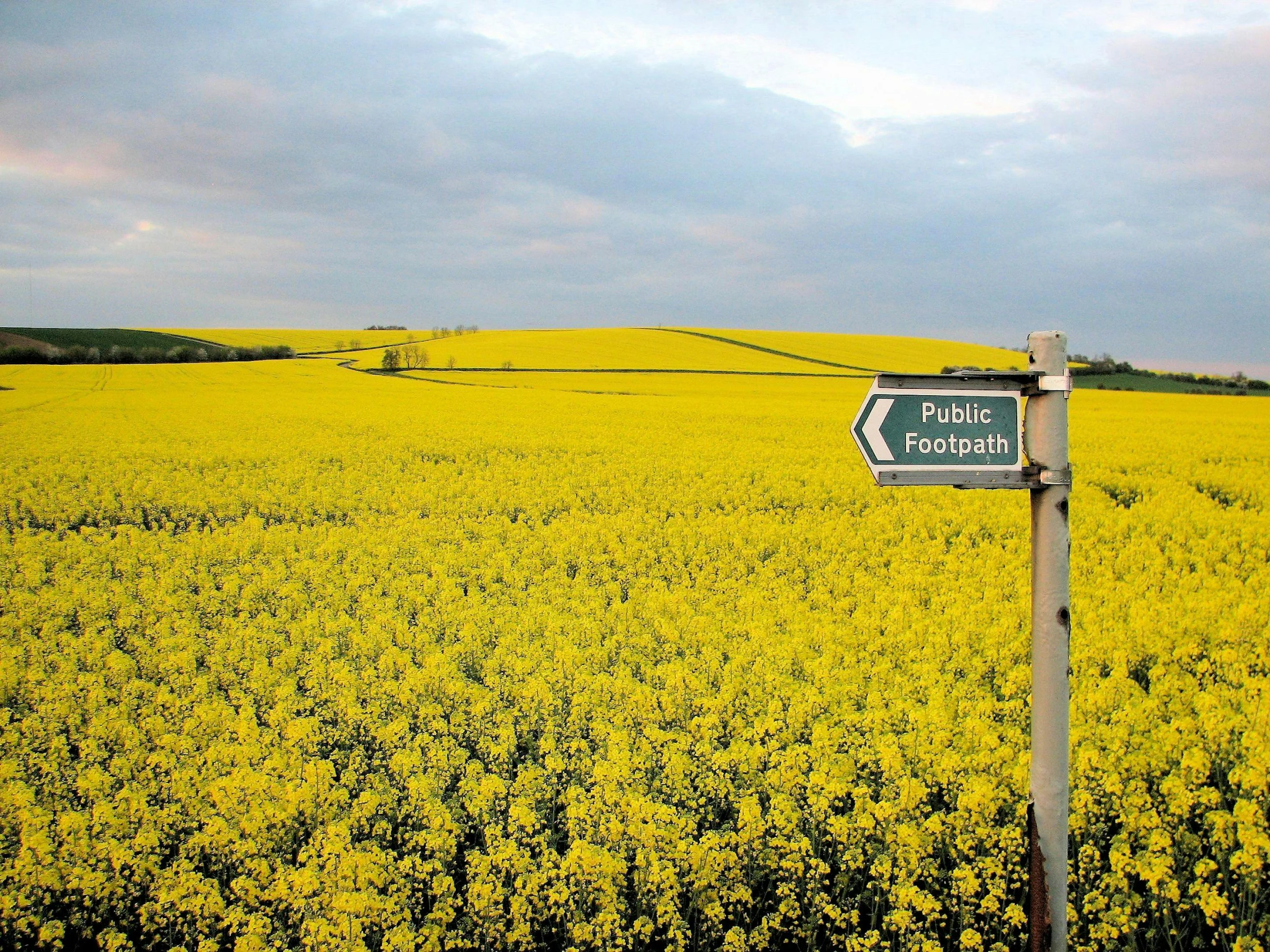 a field of yellow flowers under a cloudy sky, by Ian Fairweather, private press, road street signs, martin parr, foot path, on a yellow canva