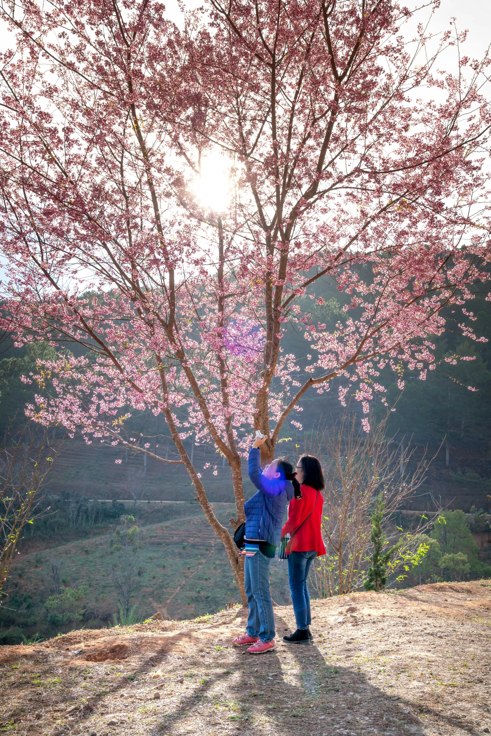 a couple of people standing next to a tree, a picture, pexels contest winner, full bloom, guangjian, instagram post, vine