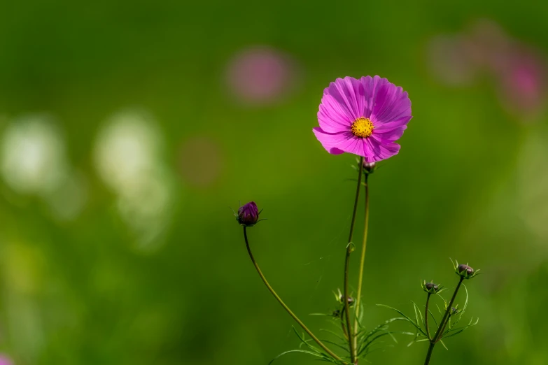 a purple flower sitting on top of a lush green field, by Sven Erixson, unsplash, minimalism, miniature cosmos, pink, shot on sony a 7, soft light - n 9