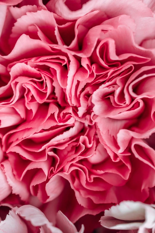 a close up of a pink carnation flower, inspired by Hyacinthe Rigaud, baroque, covered with pink marzipan, lettuce, rich deep pink, organic rippling spirals