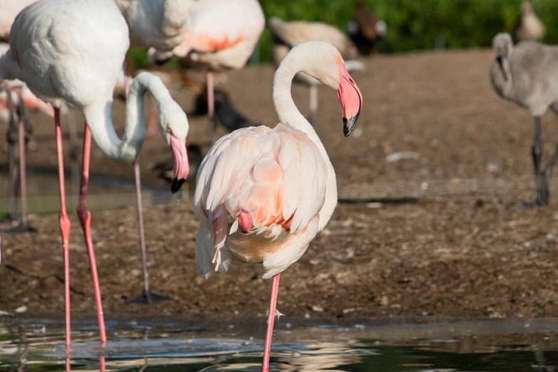 a flock of flamingos standing next to a body of water, at the waterside, sitting down, upclose, wildlife photograph