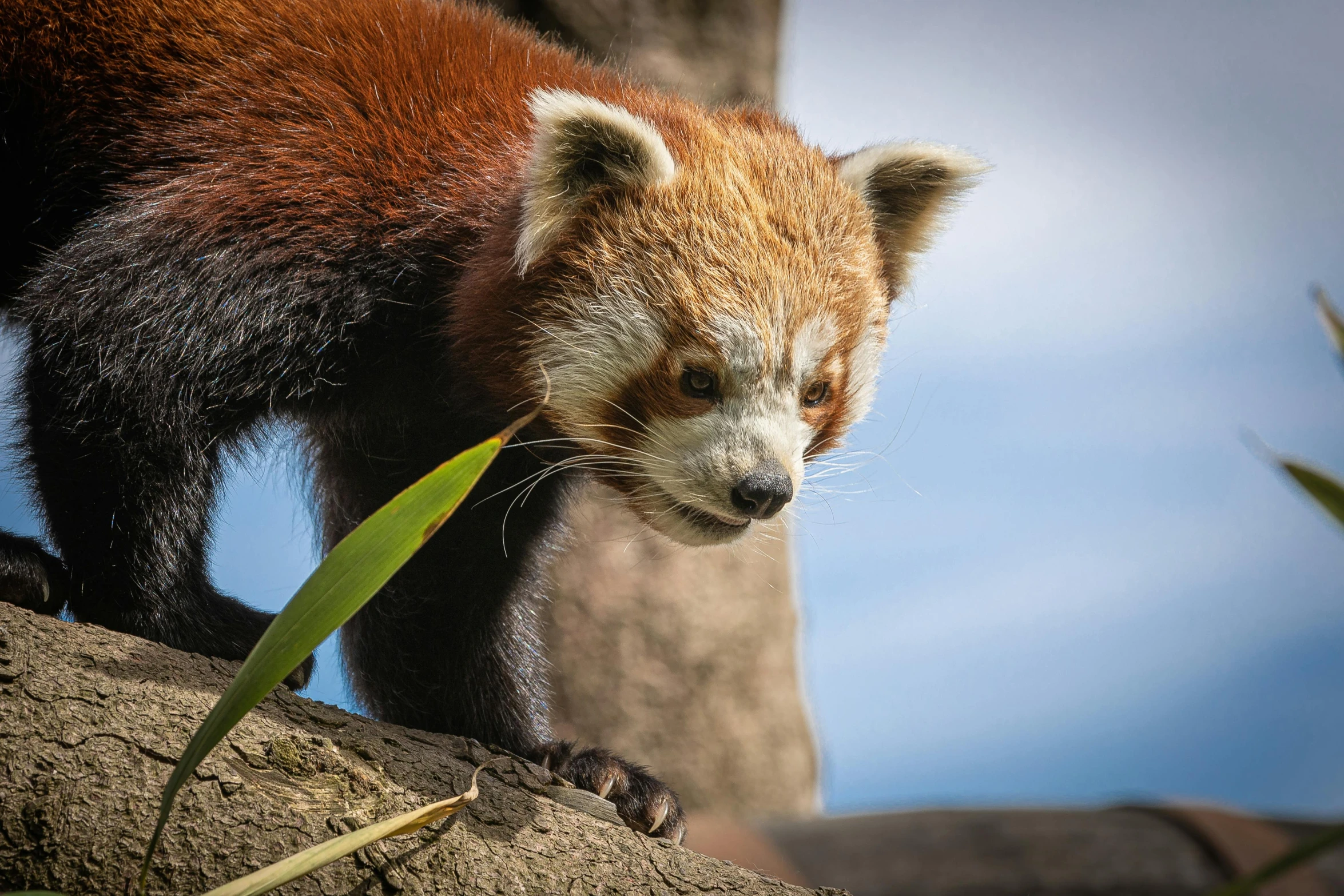 a red panda standing on top of a tree branch, a portrait, pexels contest winner, sumatraism, avatar image, small chin, mixed animal, extremely high resolution