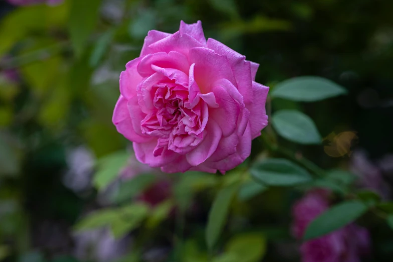 a close up of a pink rose with green leaves, inspired by Allan Ramsay, unsplash, renaissance, purple, lush surroundings, museum quality photo, 8k 50mm iso 10