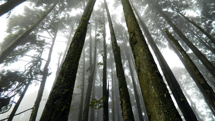 a forest filled with lots of tall trees, pexels contest winner, azores, low angle mist, ((trees)), dramatic ”