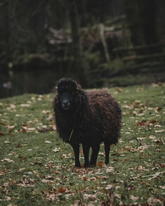 a black sheep standing on top of a lush green field, posing for a picture, trending on vsco, dark rainbow colored fur, cute forest creature