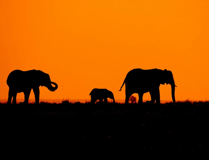 a herd of elephants walking across a grass covered field, pexels contest winner, minimalism, orange sun set, three animals, silhouette :7, night light