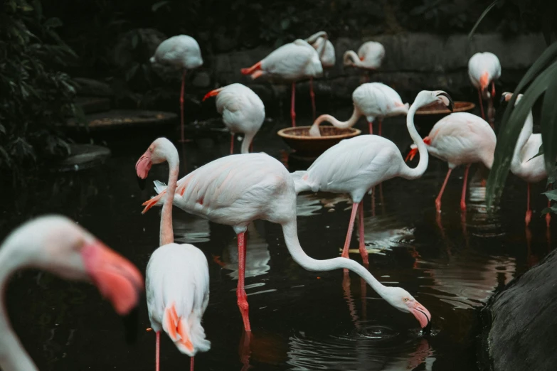a group of flamingos standing in a body of water, theme park, unsplash photography, 🦩🪐🐞👩🏻🦳, 1980s photo