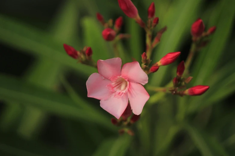 a pink flower with green leaves in the background, by Eglon van der Neer, unsplash, hurufiyya, madagascar, medium format. soft light, today\'s featured photograph 4k, seven pointed pink star