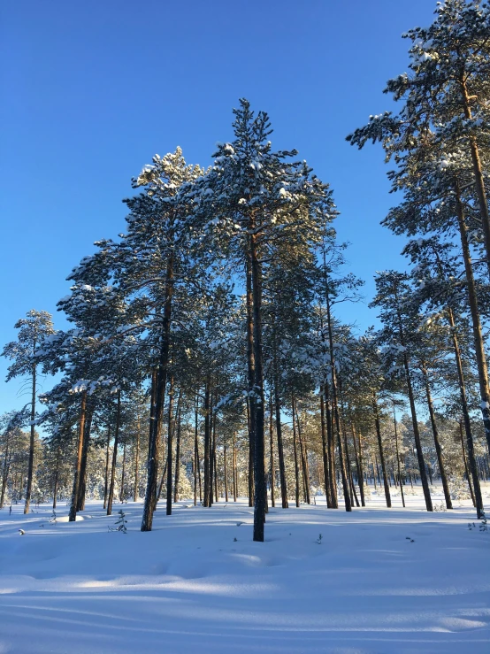 a forest filled with lots of trees covered in snow, inspired by Eero Järnefelt, unsplash, land art, clear blue skies, photo taken with an iphone, portrait photo, ((forest))