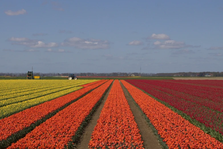 a field of tulips with a tractor in the distance, by Andries Stock, pexels, red orange blue beige, panoramic shot, paul barson, with flower fields as foreground