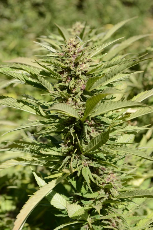 a close up of a plant in a field, princess of cannabis, award-winning crisp details”, high detail”
