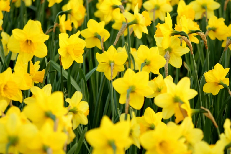 a field of yellow daffodils in full bloom, by David Simpson, unsplash, close up photograph, full frame image, colour, 4 0 0 mm