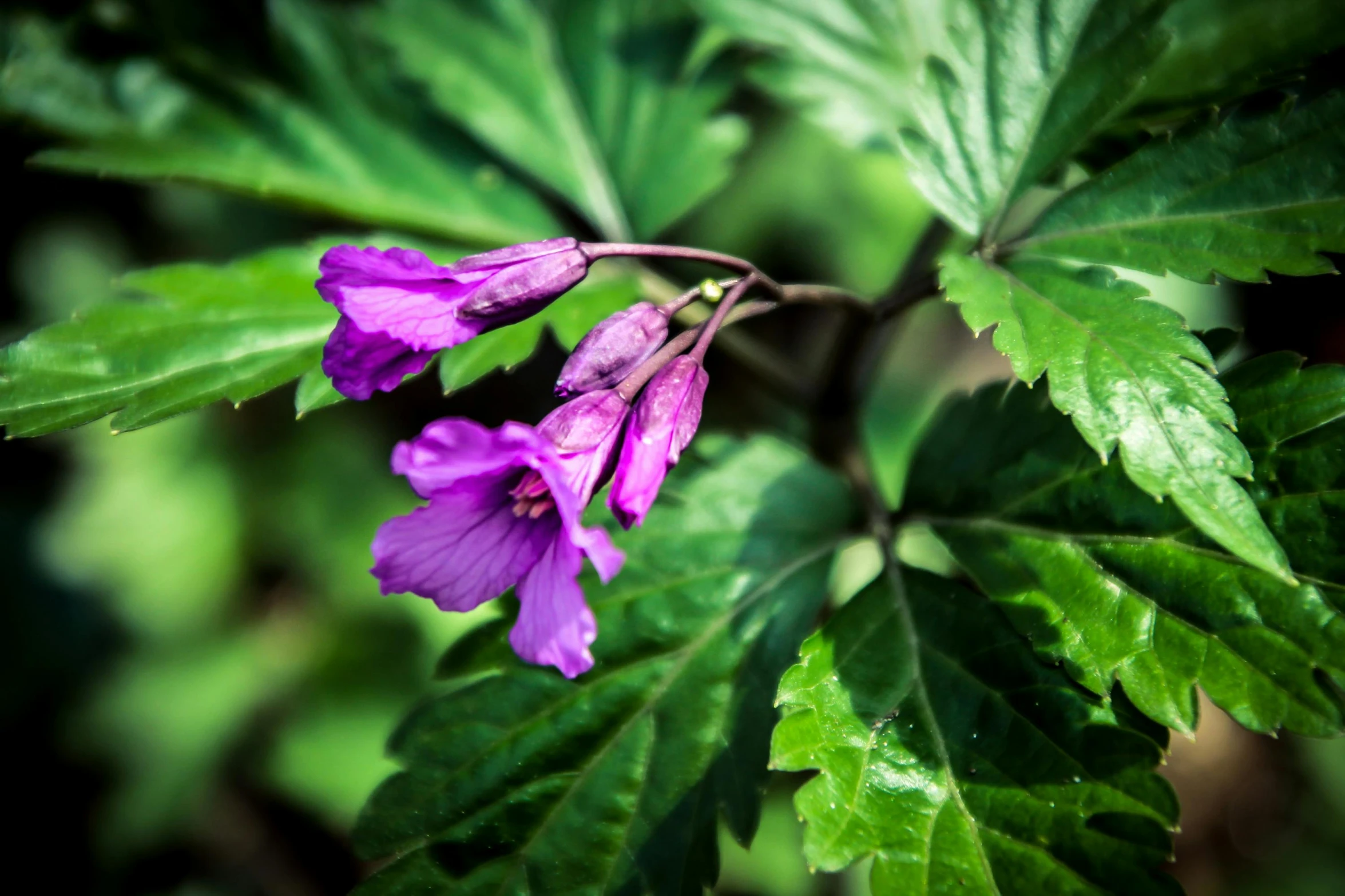 a purple flower sitting on top of a green leaf