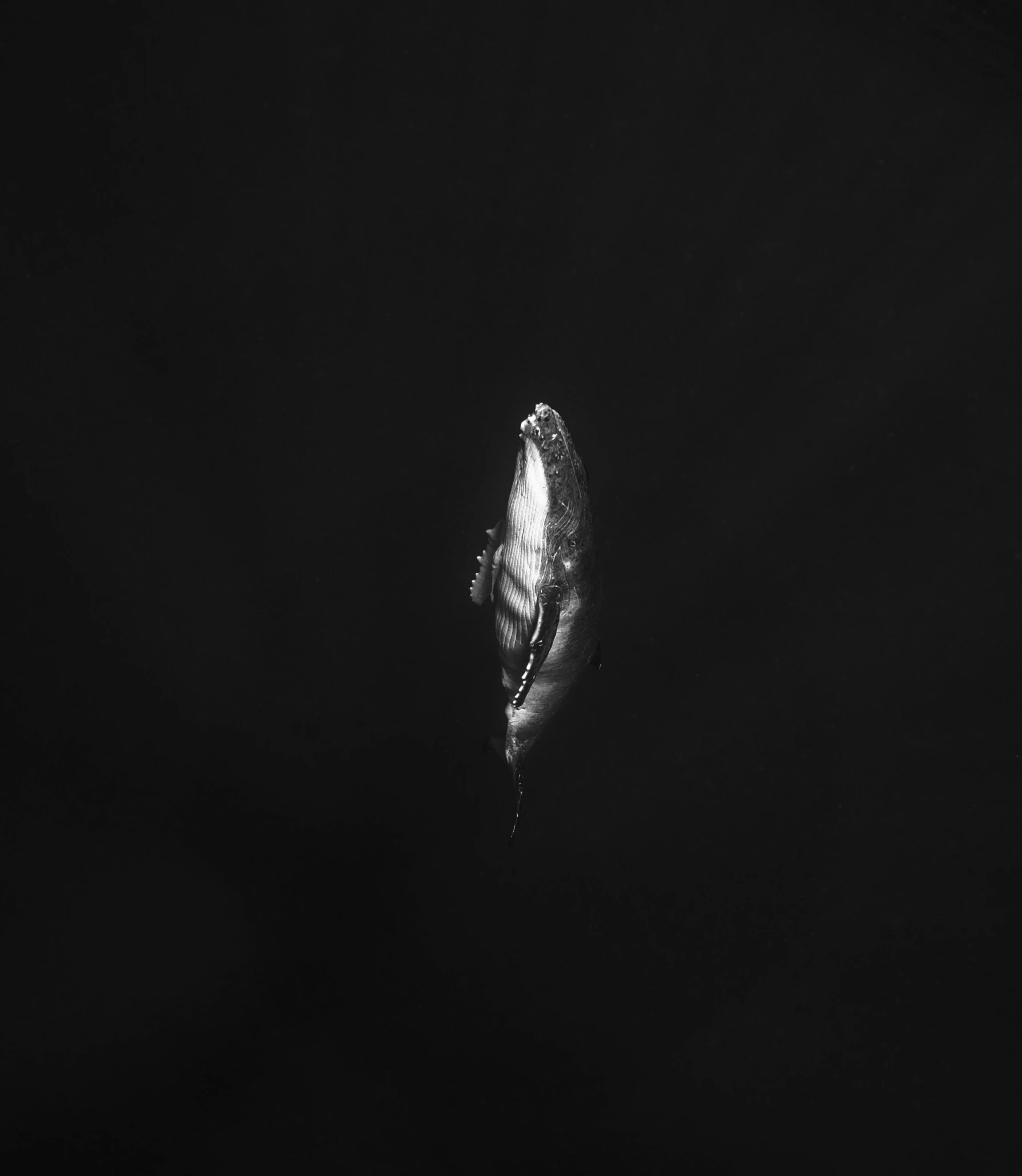 a black and white photo of a humpback whale, an album cover, by Peter Churcher, unsplash contest winner, hurufiyya, spaceship in dark space, beautiful feather, ignant, 8 k image