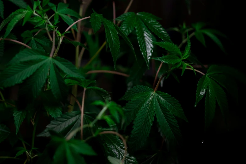 a close up of a plant with green leaves, unsplash, hurufiyya, marijuana leaves ) wet, japanese maples, night time, no cropping