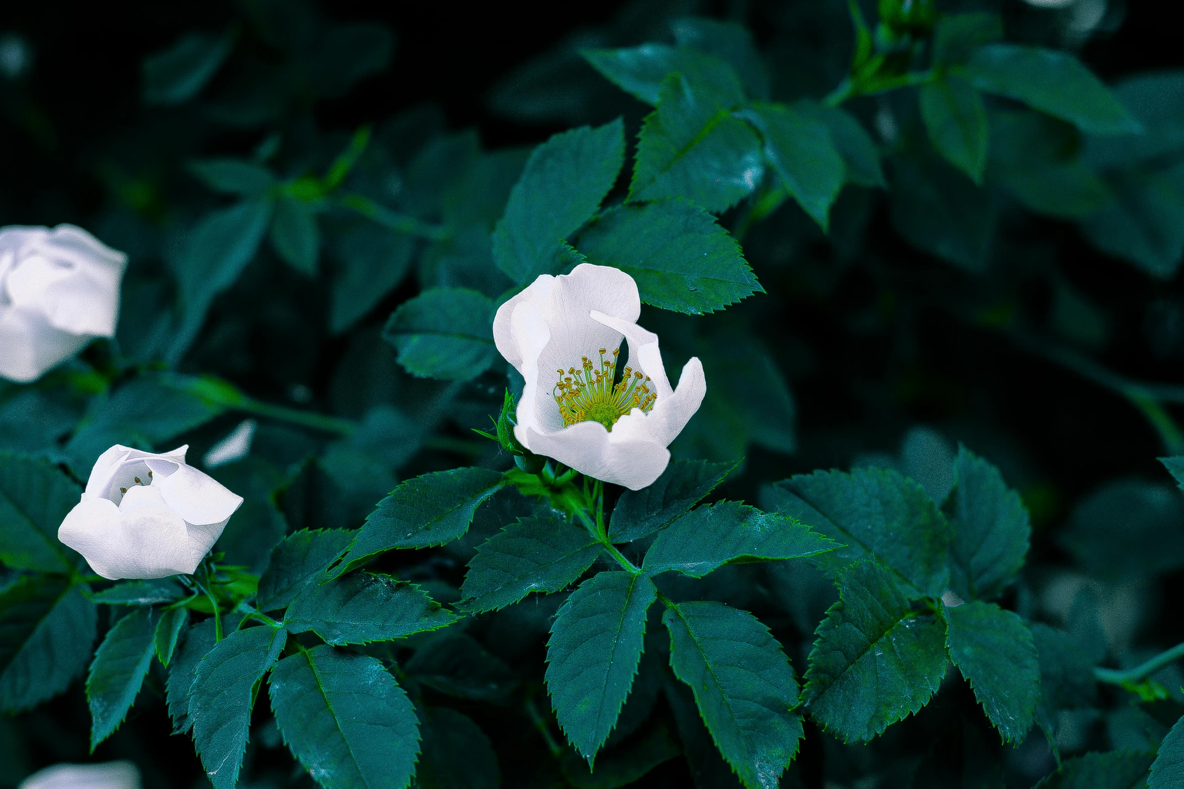 a group of white flowers with green leaves, an album cover, unsplash, 8k 50mm iso 10, rose-brambles, ultra - quality, single