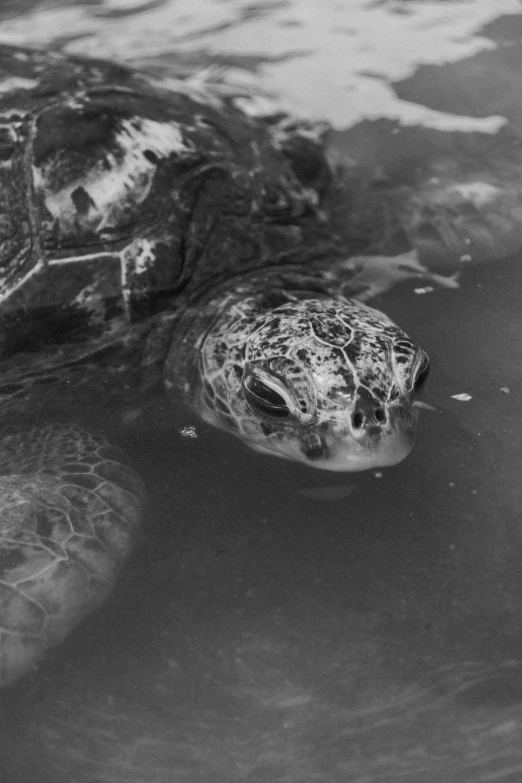 a black and white photo of a turtle in the water, smirking, one eye, ocean eyes, she is about 2 5 years old