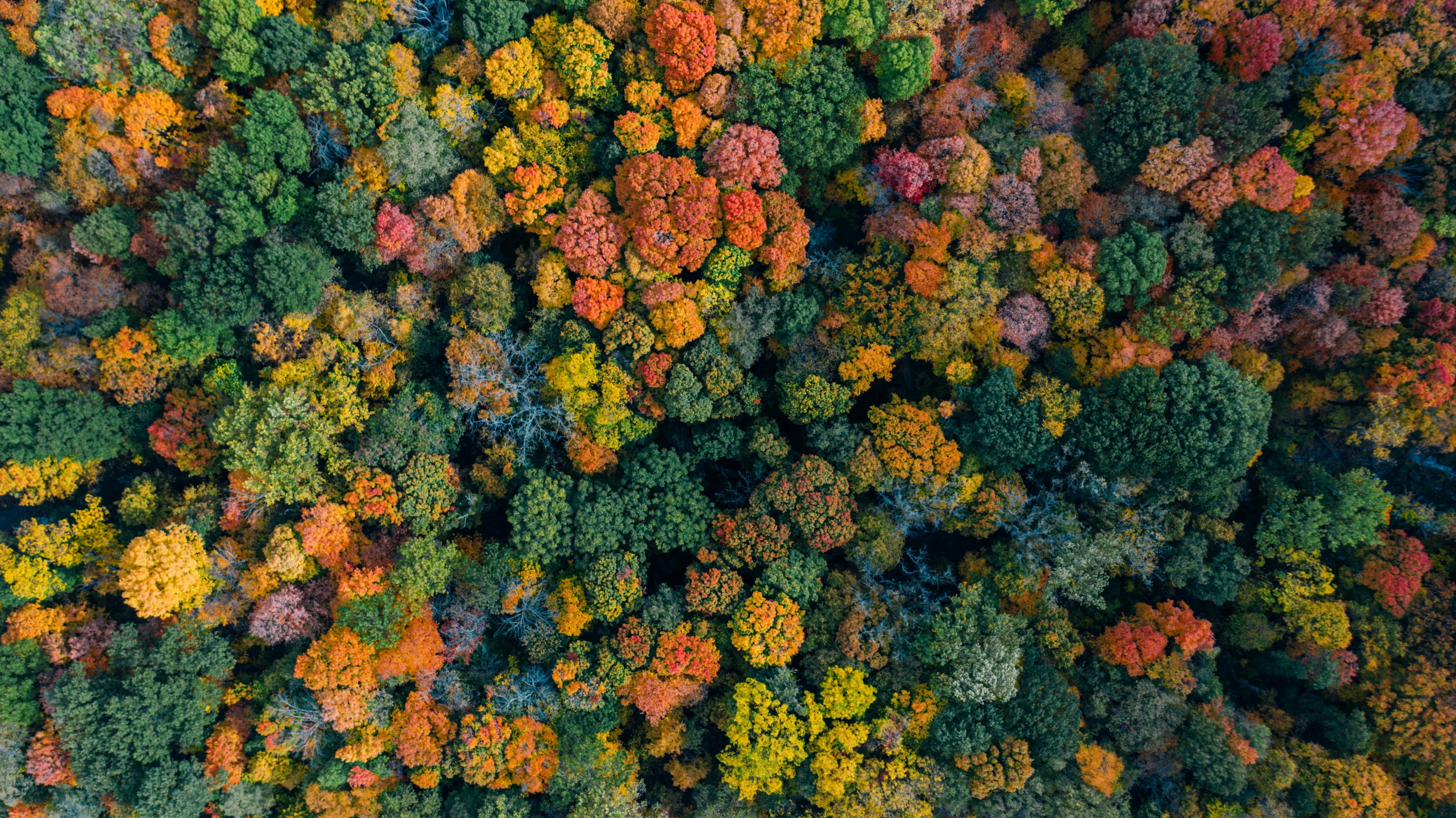 a forest filled with lots of different colored trees, pexels, top down perspecrive, ny, ((trees))