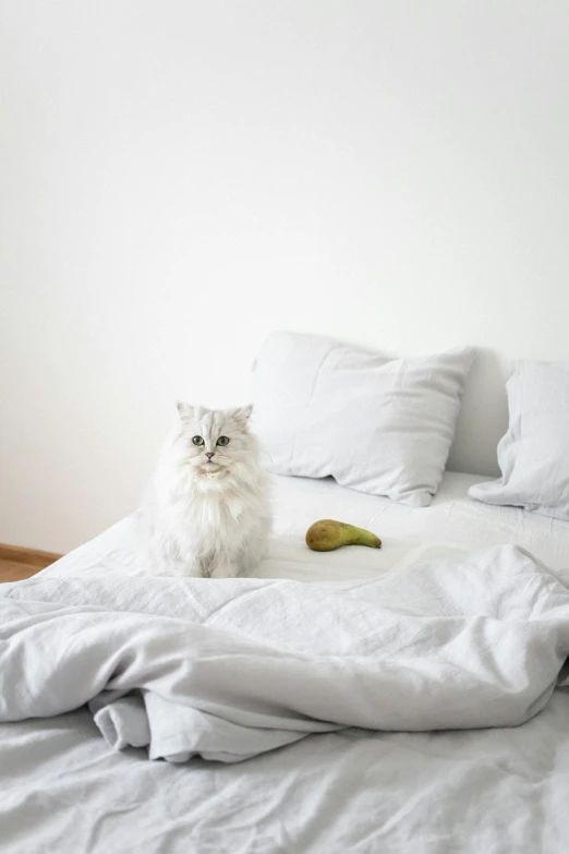 a white cat sitting on top of a bed, by Julia Pishtar, trending on unsplash, minimalism, avocado, poop, grey, anthropomorphic large maine coon