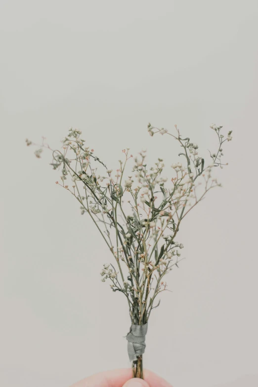 a person holding a small flower in their hand, by Attila Meszlenyi, trending on unsplash, conceptual art, gypsophila, tall thin, set against a white background, distant knotted branches