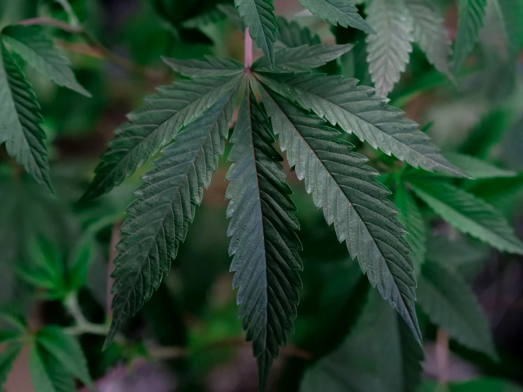 a close up of a plant with green leaves, with green cannabis leaves, thumbnail, exterior shot, medium-shot