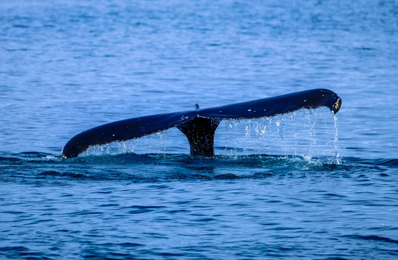 a whale tail flups out of the water, unsplash, hurufiyya, abel tasman, blue scales with white spots, ignant, mary anning