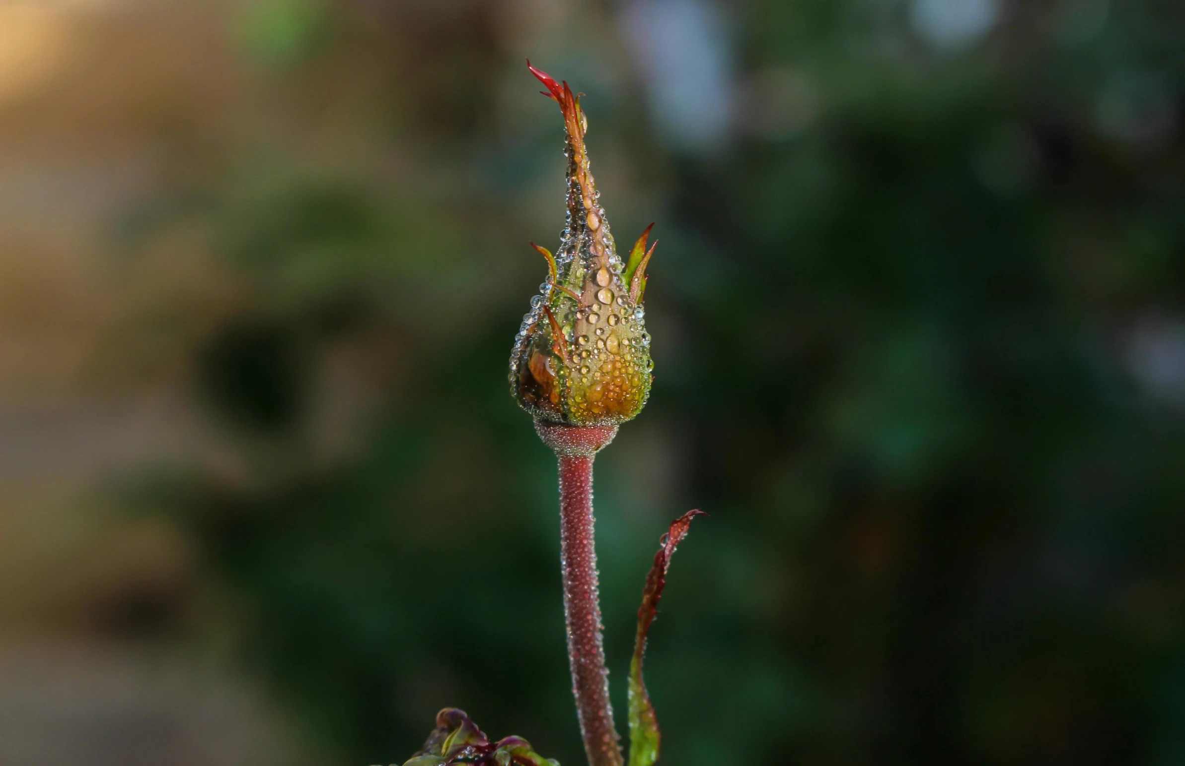 a close up of a flower bud with a blurry background, long neck, shot on sony a 7, upscale photo, album