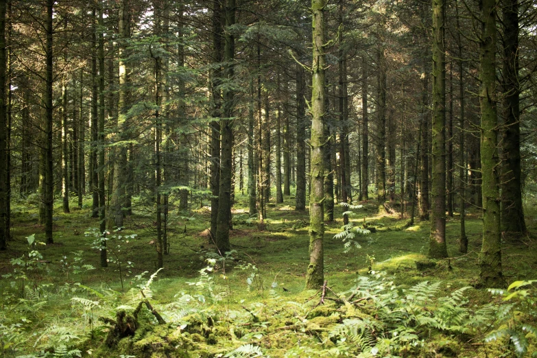 a lush green forest filled with lots of trees, inspired by Thomas Struth, pexels, land art, moorland, fine art print, peter guthrie, forest floor