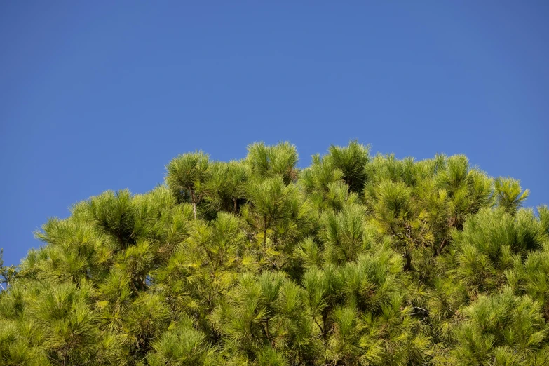 the top of a pine tree with a clear blue sky in the background, by Peter Churcher, unsplash, hurufiyya, vibrant green, vegetated roofs, cloudless blue sky, thick bushes