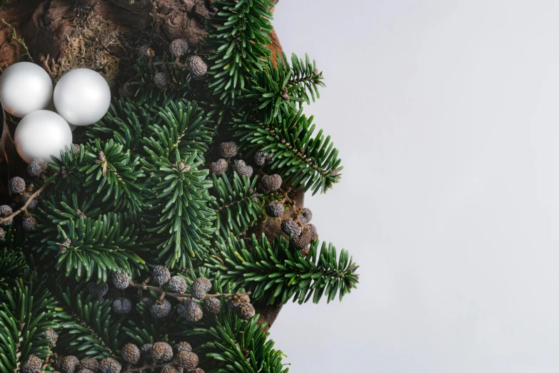 a couple of white eggs sitting on top of a pine tree, an album cover, inspired by Patrick Dougherty, trending on unsplash, hyperrealism, ferrofluid, detail render, behance lemanoosh, christmas tree