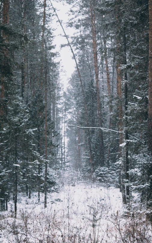 a forest filled with lots of trees covered in snow, inspired by Ivan Shishkin, pexels, shot on superia 400 film stock, gif, russia, light snowfall