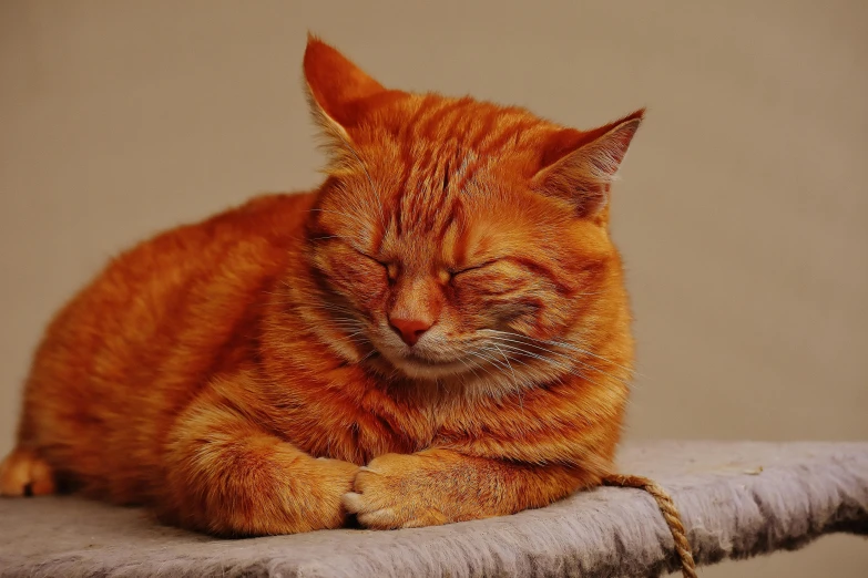 an orange cat sleeping on top of a table, trending on pixabay, photorealism, making the best smug smile, wrinkles, red, resting on his throne