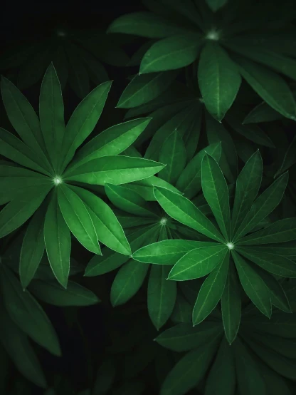 a bunch of green leaves in the dark, trending on pexels, multiple stories, album cover, a high angle shot, thick jungle