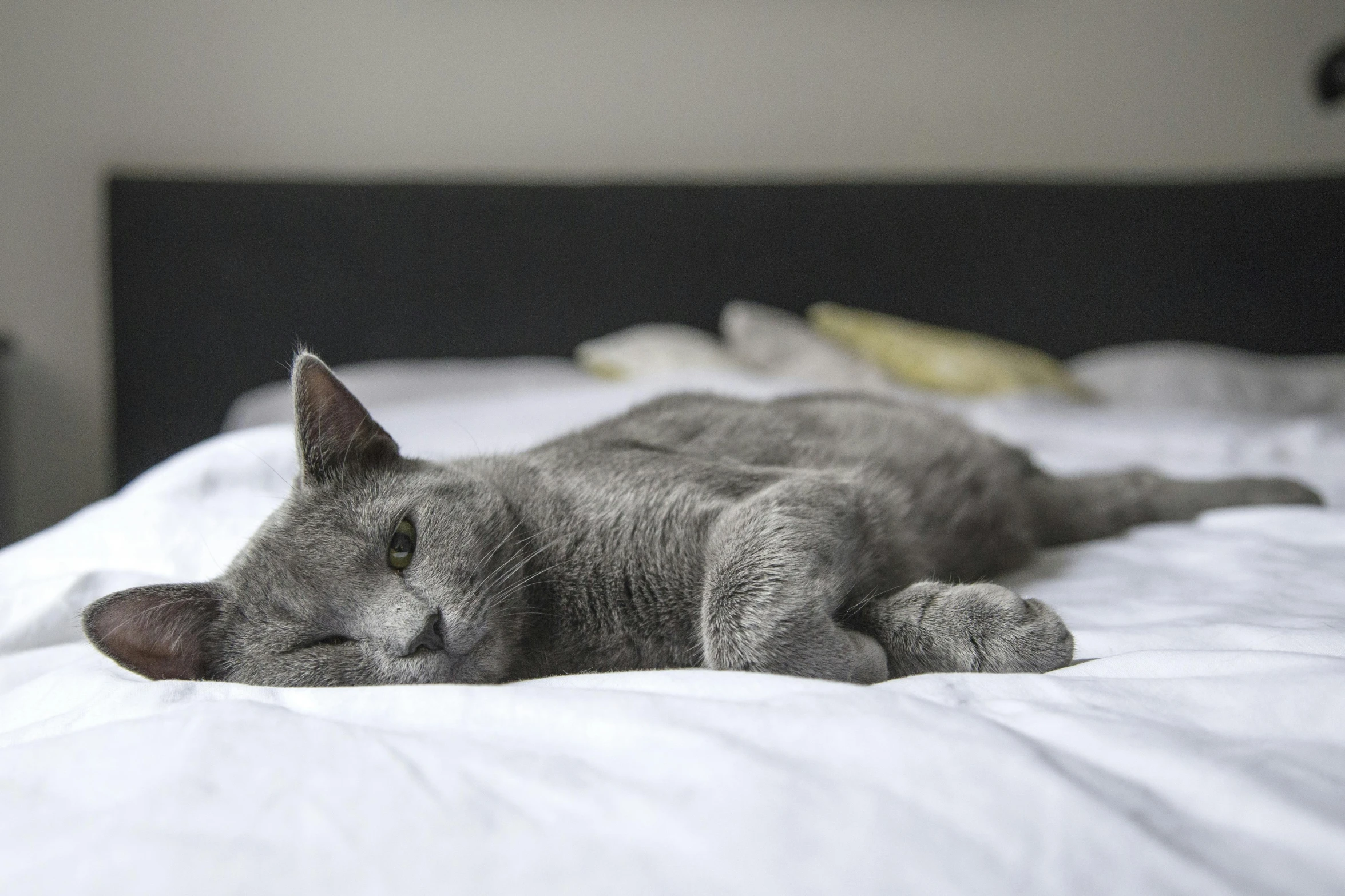 a cat that is laying down on a bed, by Will Ellis, pexels contest winner, solid grey, smooth detailed, decoration, warwick saint