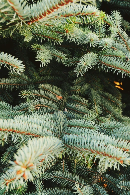 a close up of a pine tree with green needles, teal lights, muted green, spruce trees, holiday vibe