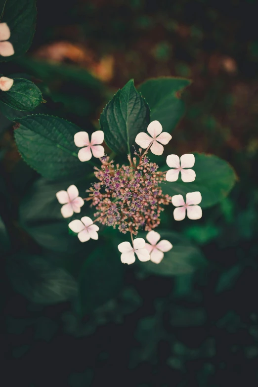 a small white flower surrounded by green leaves, unsplash, renaissance, hydrangea, medium format, pink, alessio albi