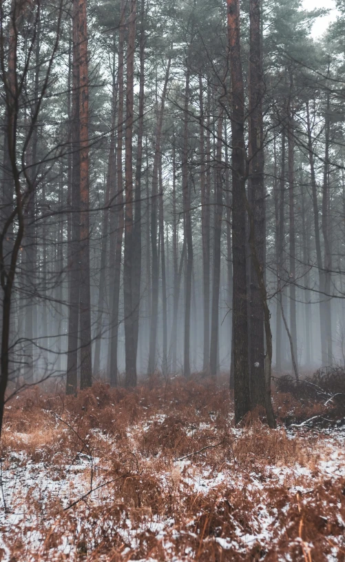 a forest filled with lots of trees covered in snow, a photo, by Andries Stock, unsplash contest winner, tonalism, some mist grey smoke and fire, panoramic shot, ((forest)), ground mist