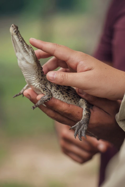 a close up of a person holding a small lizard, crocodile, explore, panels, feature