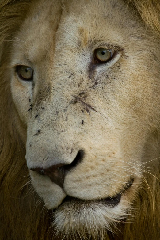 a close up of a lion's face with a blurry background, by Jan Tengnagel, white with black spots, injured, mane